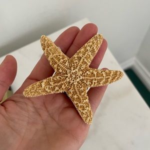 Real Starfish Hair clip